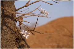 Dendrobium barbatulum